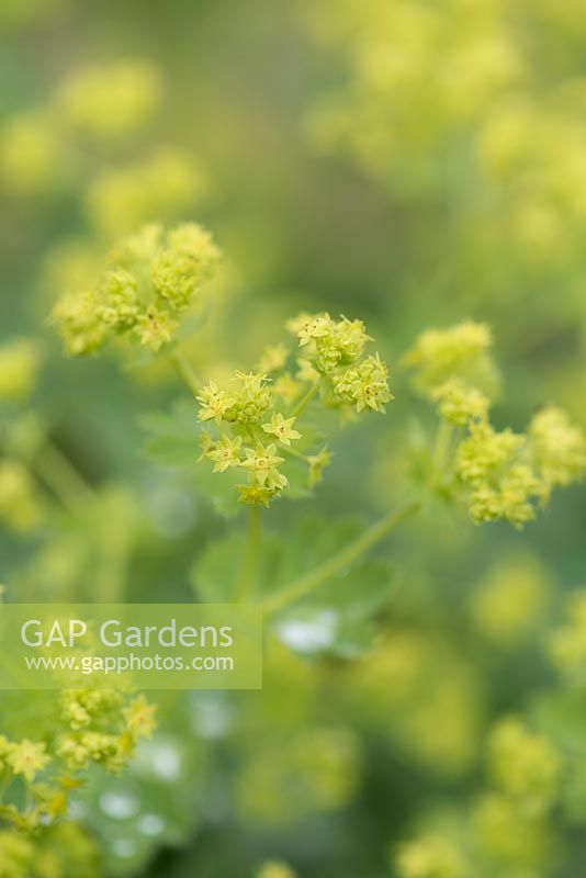 Alchemilla mollis, Lady's mantle, self-seeding perennial with luminous green flowers from May into summer.