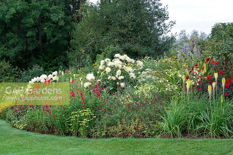 The Red Border planted with Hydrangea Limelight', Dahlia 'Apache', Kniphofia 'Green Jade',  Penstemon 'King George', Echinacea 'Green Envy', Dahlia 'Shooting Star', Salvia 'Royal Bumble', Nicotiana 'Lime Green', Kniphofia 'Percy's Pride' and Dahlia 'Bishop of Llandaff'.