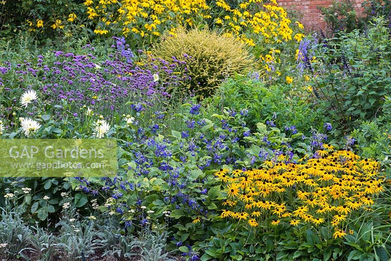 The Blue and Yellow Border planted with Dahlia 'Shooting Star', Rudbeckia 'Goldsturm', Clematis heracleifolia 'Cassandra', Verbena bonariensis and Achillea 'Anthea'.