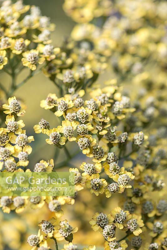 Achillea 'Anthea', a perennial yarrow with bushy clumps of creamy yellow flowers.
