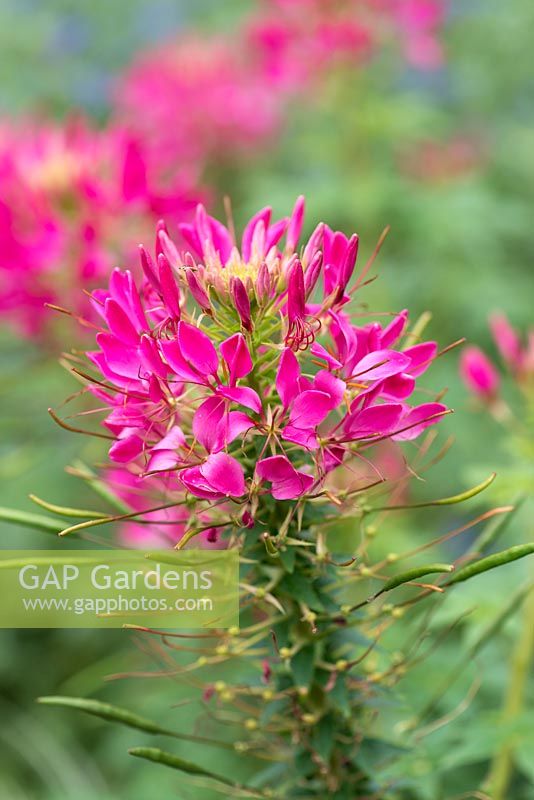 Cleome hassleriana 'Rose Queen',flowers from mid summer to early autumn.