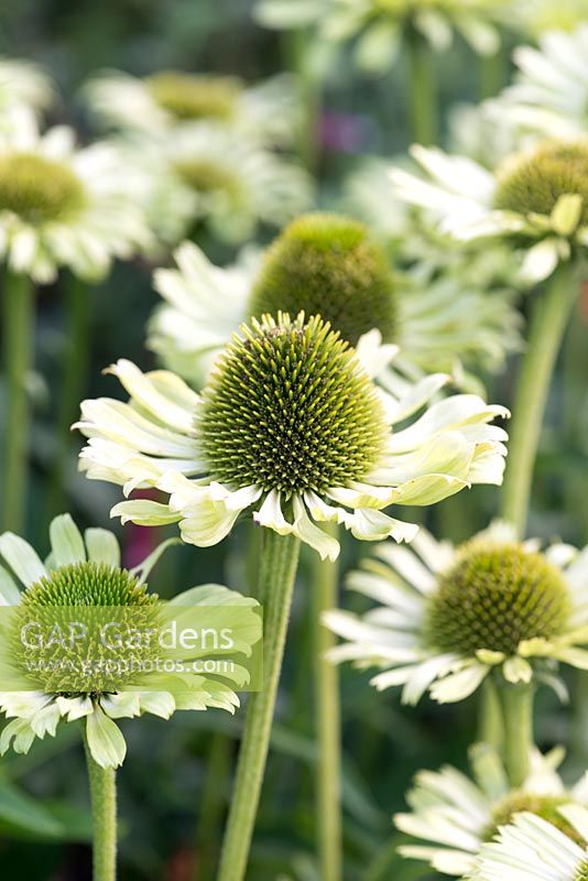 Echinacea purpurea 'Green Jewel'. Flowers from mid summer to early autumn.