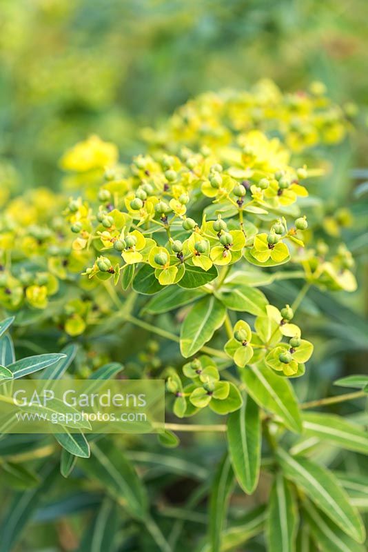 Euphorbia schillingii, producing flowers from late summer to early autumn.