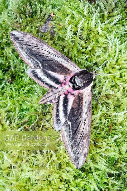 Sphinx ligustri - Privet Hawk Moth