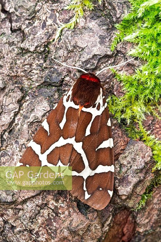 Arctia caja - Garden Tiger Moth