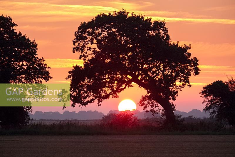 Quercus robur, sunset over Farmland with two Oak trees