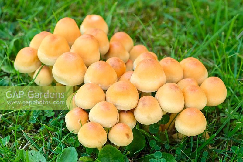 Hypholoma fasciculare - Sulphur Tuft Fungi in Lawn