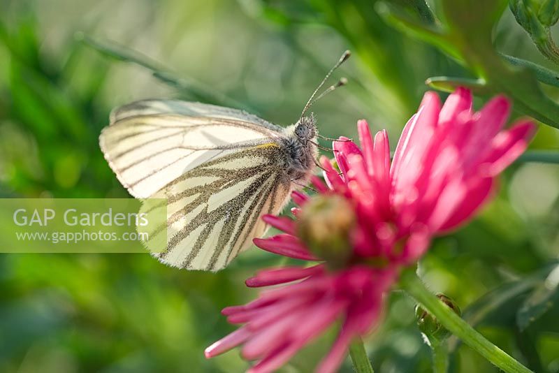 Pieris napi - Green-veined White butterfly on marguerite daisy flowers
