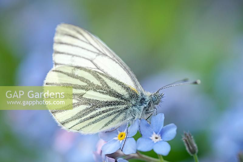 Pieris napi - Green-veined White on forget-me-not flowers