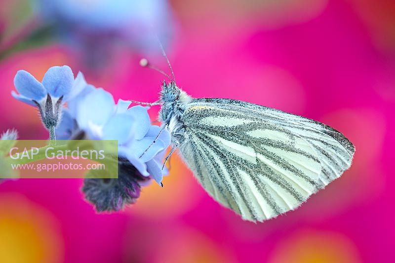 Pieris napi - Green-veined White on forget-me-not flowers