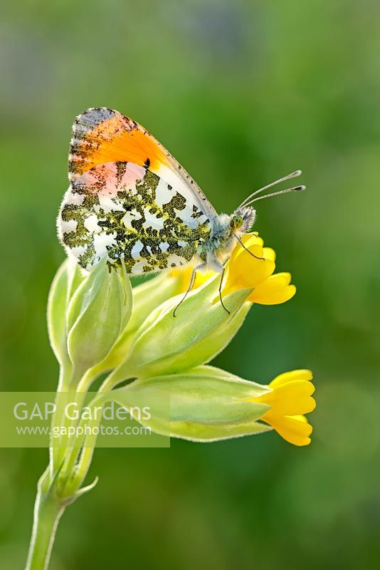Anthocharis cardamines - Orange Tip butterfly on cowslip