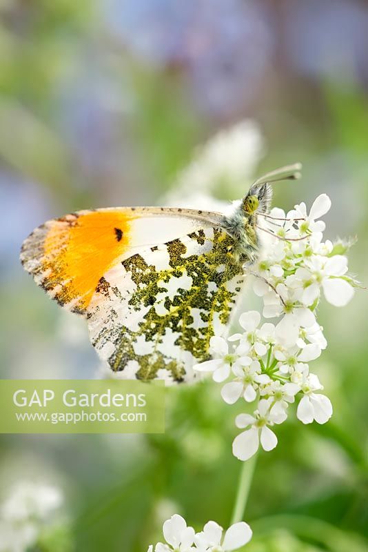 Anthocharis cardamines - Orange Tip butterfly on Cow Parsley flowers