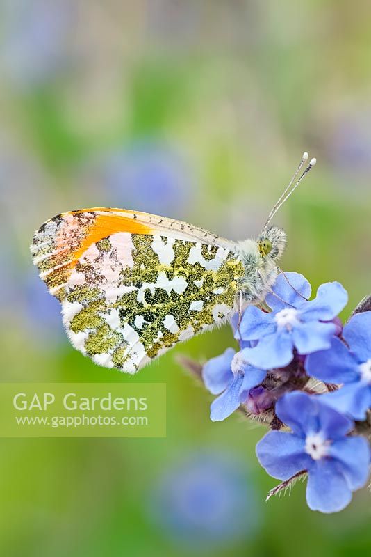 Anthocharis cardamines - Orange Tip butterfly on Forget-me-not flowers