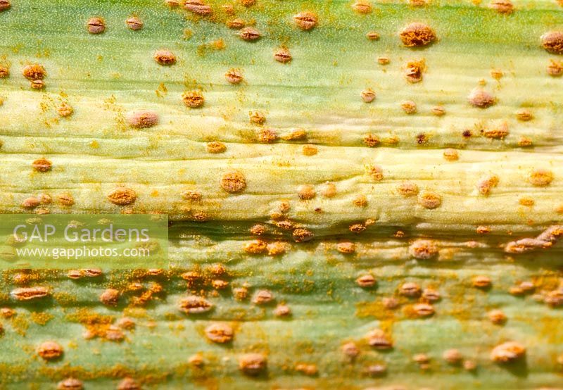 Puccinia allii - Leek rust on garlic leaves