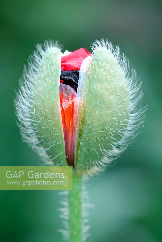 Papaver commutatum - Ladybird Poppy Bud