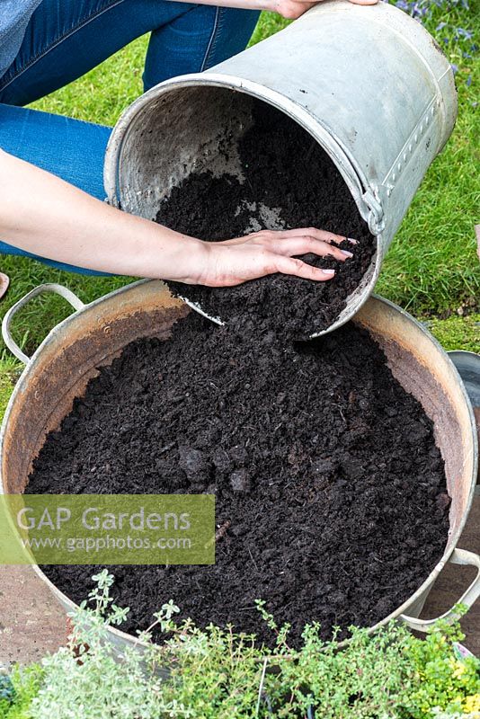 Step 3. Fill the tub with potting compost. Planting a thyme wheel in a container step by step. 