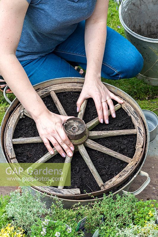 Step 5. Lay out the different varieties of Thyme on the wheel. Place the salvaged wheel on top of the compost. Planting a thyme wheel in a container step by step. 