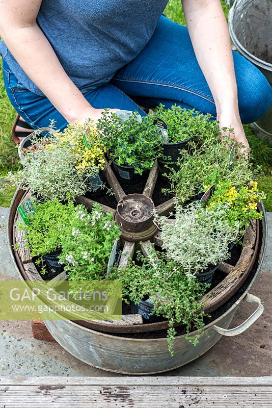 Step 6. Lay out the different varieties of Thyme on the wheel. Planting a thyme wheel in a container step by step. 