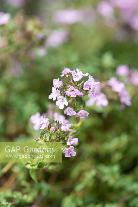 Thymus serpyllum 'Russettings', a creeping perennial thyme with aromatic dark green leaves and pink flowers in summer.
