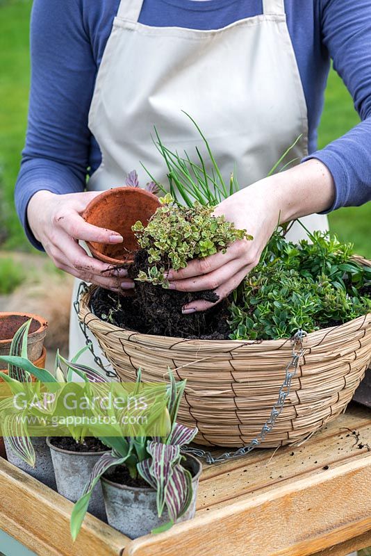 Planting a late spring hanging basket with Tulips and herbs. Plant the variegated origano leaving a gap between plants.