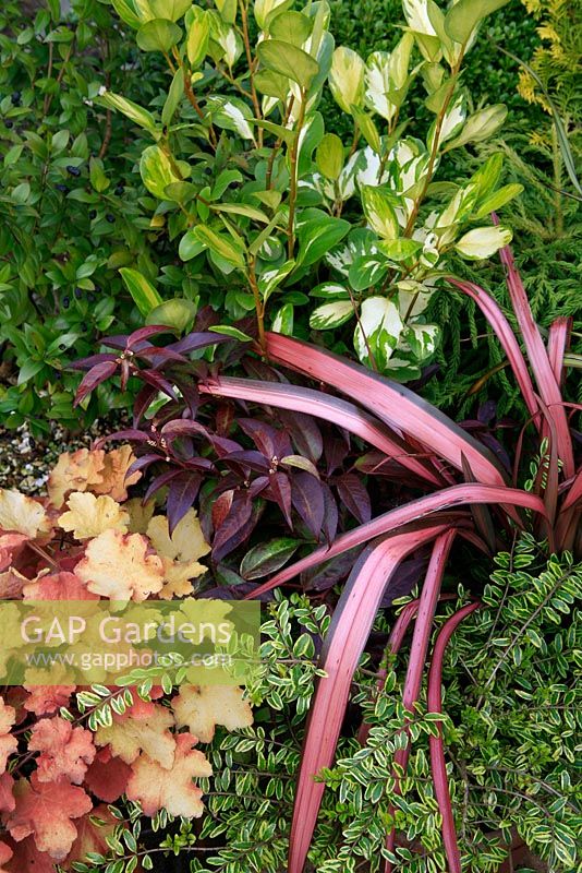 Contasting leaf shapes and colours from winter evergreens. Phormium 'Pink Panther', Griselinia littoralis 'Bantry Bay', Leucothoe 'Rainbow', Heuchera 'Caramel' and Lonicera nitida 'Lemon Queen'.