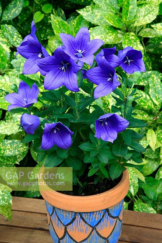 Platycodon grandiflorus 'Mariesii' growing in a decorated terracotta pot that picks up the blue colour of the flowers.