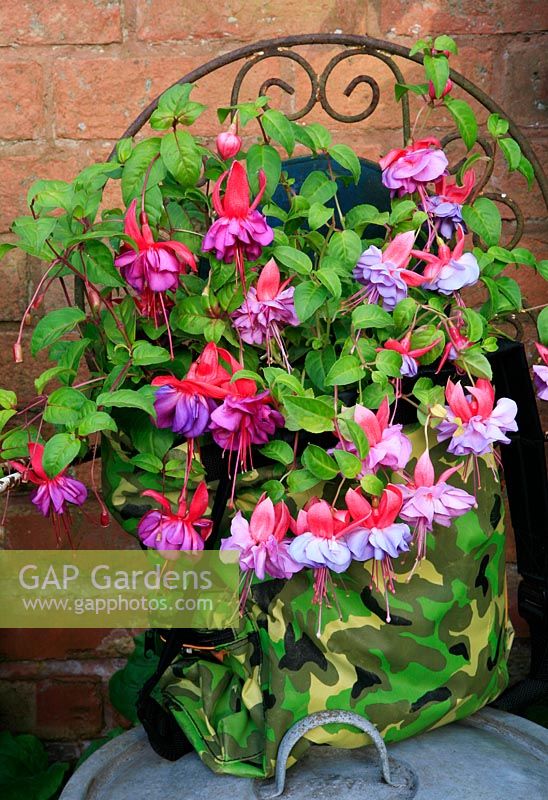 Fuchsia 'Cecile' and 'Voodoo' planted in a recycled, novelty container, a camouflaged rucksack. 