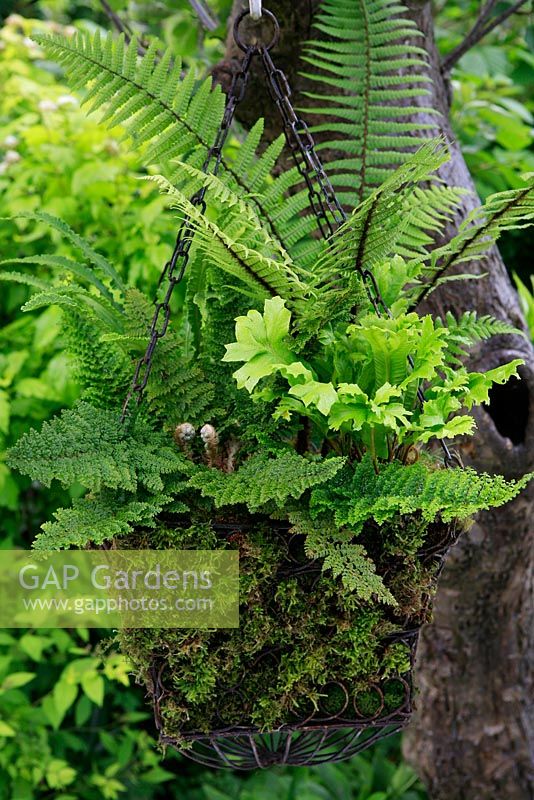 Four contrasting ferns displayed in a moss lined wirework hanging basket suspended from a tree. Harts tongue ferns Asplenium scolopendrium 'Cristatum' and 'Angustifolium', Polystichum setiferum 'Dahlem Group' and Dryopteris wallichiana.