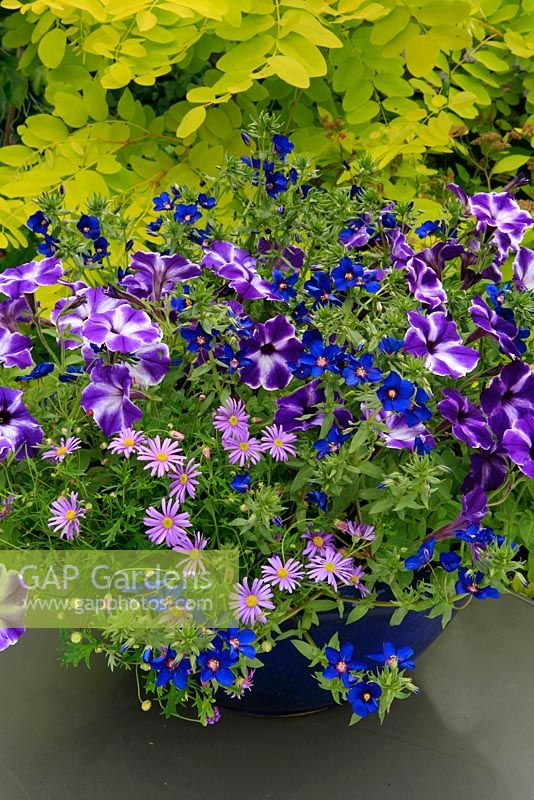 A blue glazed bowl picks up the colours of three trailing summer bedding plants raised up on a table. Petunia 'Crazytunia Wedgwood Blue' with Anagallis 'Skylover' and Brachycome 'Brasco Violet'. Robinia 'Frisia' provides the backlighting.