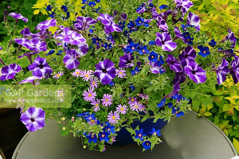 A blue glazed bowl picks up the colours of three trailing summer bedding plants raised up on a table. Petunia 'Crazytunia Wedgwood Blue' with Anagallis 'Skylover' and Brachycome 'Brasco Violet'. 