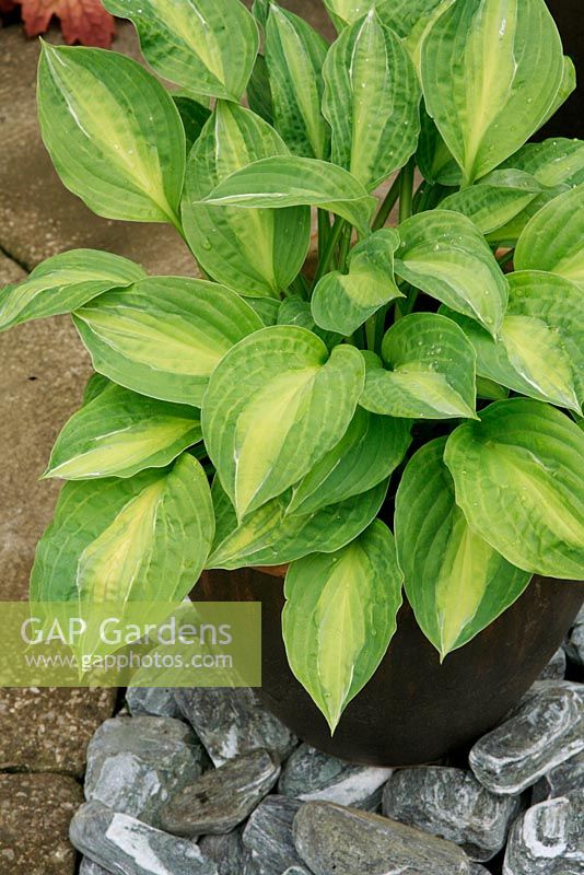 Hosta 'Striptease' growing in a container to deter slugs and snails.