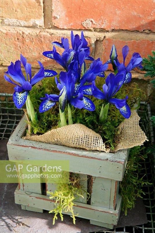 Spring flowering dwarf Iris, Iris histriodes 'Lady Beatrix Stanley' growing in grey stained wooden planters lined with hessian and dressed with moss.