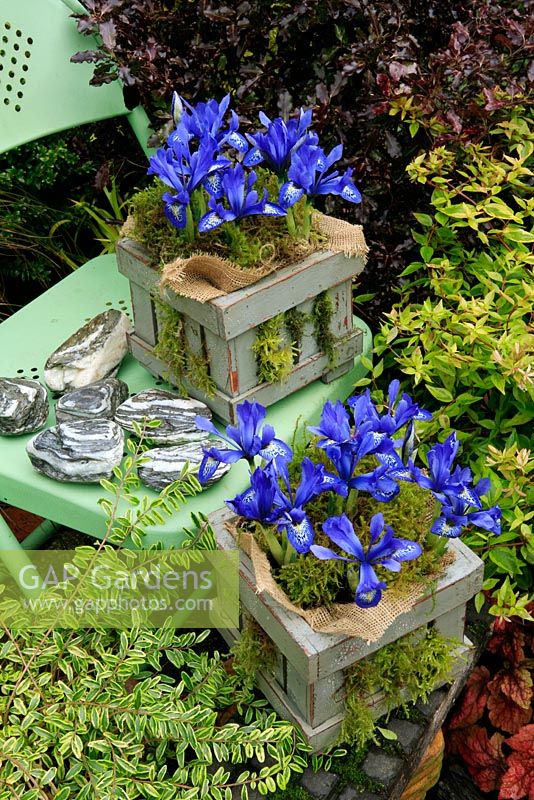 Dwarf spring Iris, Iris histrioides 'Lady Beatrix Stanley' growing in a hessian lined wooden planter dressed with moss and stood on a green metal chair where its violet scent can be appreciated.