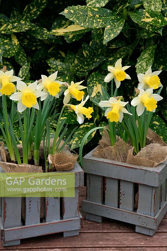 Narcissus 'Topolino' growing in two hessian lined wooden planters. 