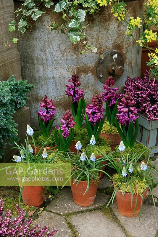 Hyacinths and grape hyacinths displayed in vintage terracotta pots dressed with moss. Hyacinthus 'Woodstock' and Muscari 'Valerie Finnis'.