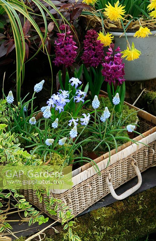 Hyacinths, Grape Hyacinths and Glory of the Snow growing in terracotta pots grouped in a recycled wicker basket. Hyacinthus 'Woodstock', Muscari 'Valerie Finnis' and Chionodoxa luciliae.