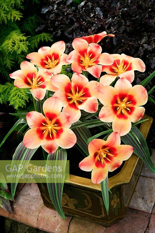 Tulipa 'Girlfriend' growing in a Chinese slip sculpted pot and teased open by the sun.