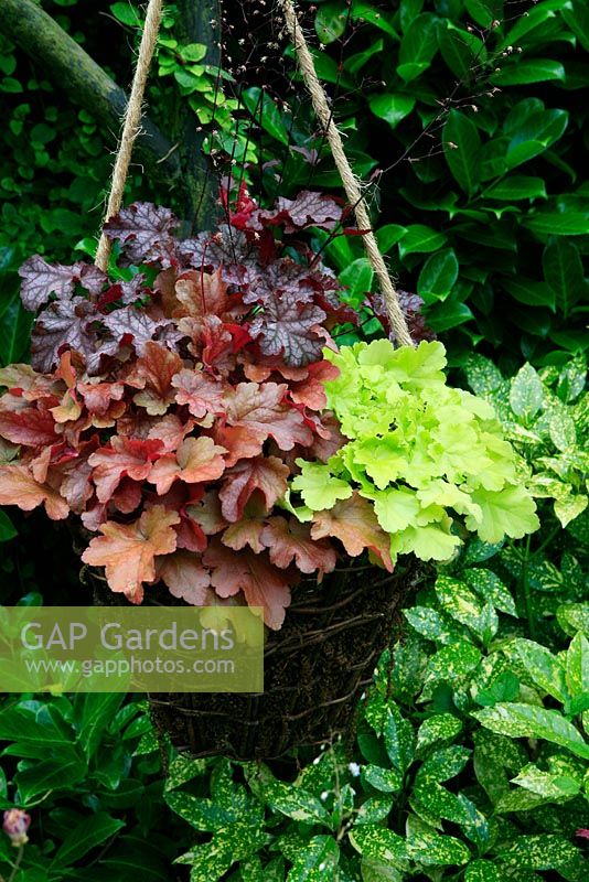 Three contrasting Heucheras displayed in a wicker basket suspended on rope and lined with fern fronds. Heuchera 'Can-can', Key Lime Pie and 'Peach Flambe'