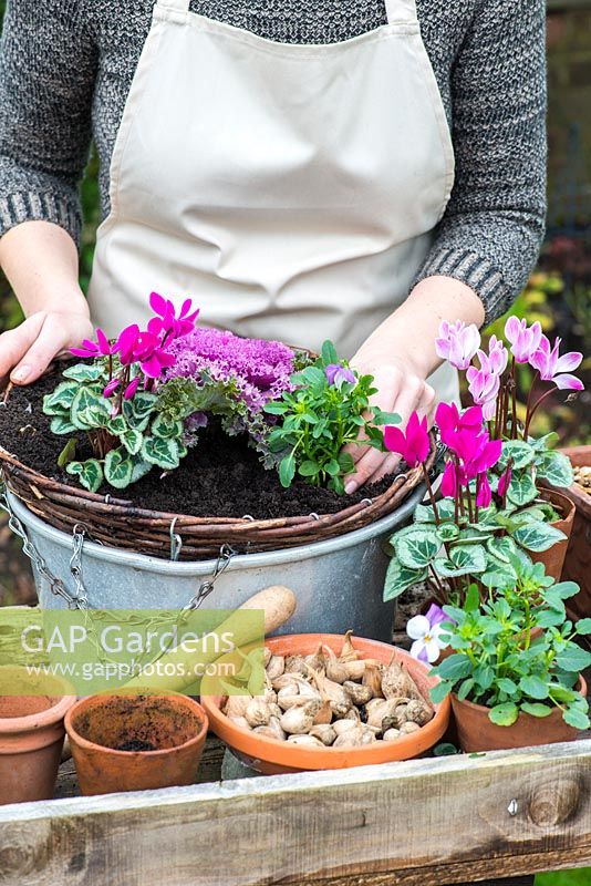 Planting a colourful winter hanging basket. Plant the cyclamen and violas around the ornamental cabbage leaving space in between.