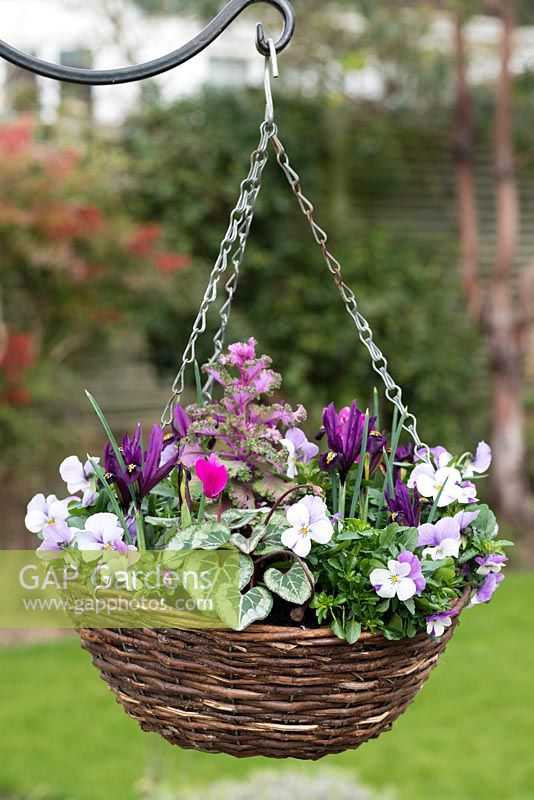 A winter hanging basket planted with Viola cornuta 'Sorbet Pink Wing', Iris reticulata 'J.S. Dijt', autumn cyclamen and ornamental cabbage.