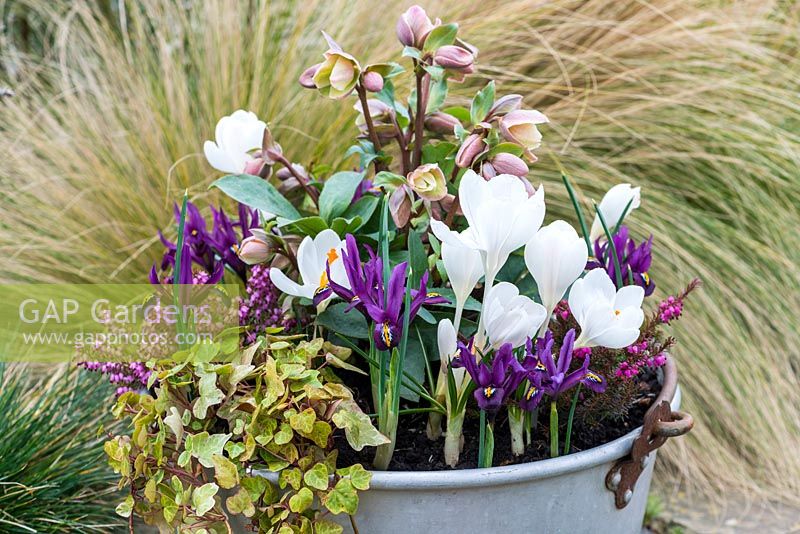 A metal preserving pan with Helleborus 'Walberton's Ivory Prince', Crocus 'Jeanne D'Arc', Iris reticulata 'J.S. Dijt', ivy, and red and white heathers: Erica x darleyensis 'Springwood White' and 'Kramer's Red'
