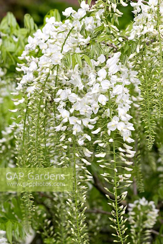 Wisteria floribunda 'Shiro-noda' syn. 'Alba, a Japanese wisteria with fragrant flowers.