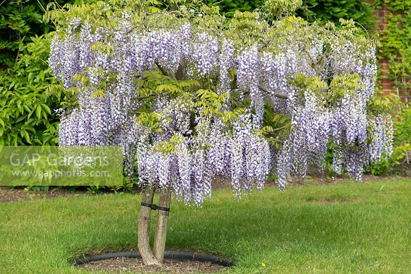 Wisteria 'Loders Purple', a woody climber with scented pea shaped flowers in spring.