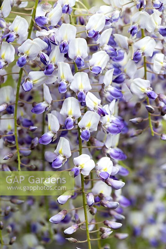 Wisteria 'Loders Purple', a woody climber with scented pea shaped flowers in spring.
