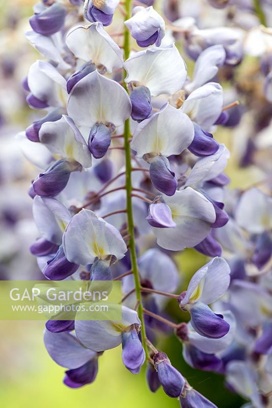 Wisteria sinensis 'Amethyst', Chinese Wisteria, a vigorous twining climber with scented flowers in May and June.