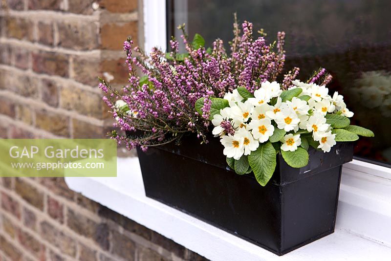 Winter windowbox with primroses and heather