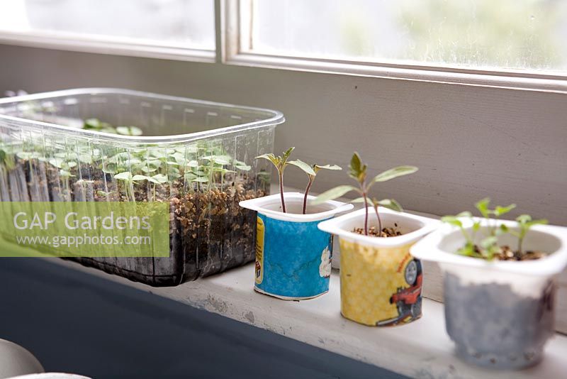 Growing seedlings in different recycled containers on windowsill near radiator