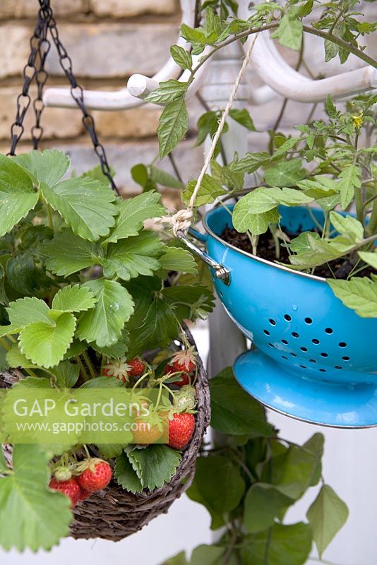 Recycled hanging baskets on hat stand. Strawberries, tomatoes and thyme