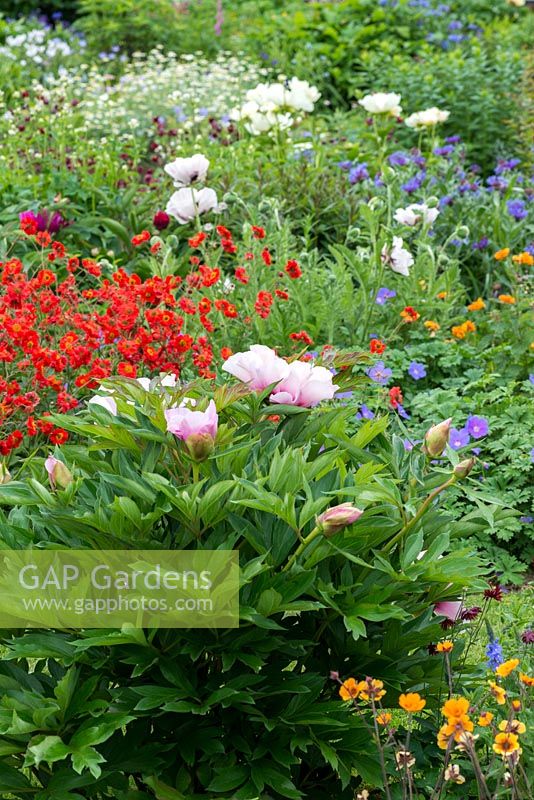 A colourful summer perennial bed planted with an Itoh hybrid, pink Paeonia 'Cora Louise', geums, geraniums and poppies.