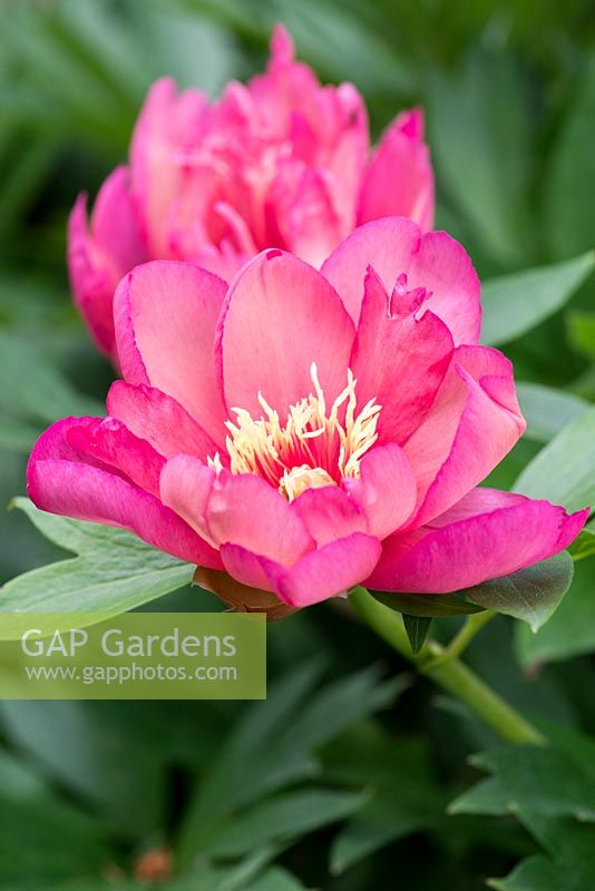 Paeonia 'Julia Rose', an Itoh hybrid peony which opens from a red bud, changing to rosy tones with purple flushed edges. Dark green foliage and a rich spicy scent. Flowering May.